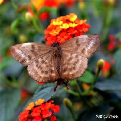 农商行“一哥”日赚3322万！现金分红超36亿，渝农商行股息率达4.49%